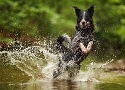 Australian cattle dog, Woda, Skok