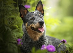 Australian cattle dog pozuje w kwiatach