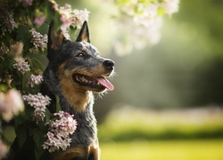 Australian cattle dog przy kwitnącej gałązce