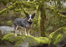 Pies, Australian cattle dog, Skały, Mech, Drzewa