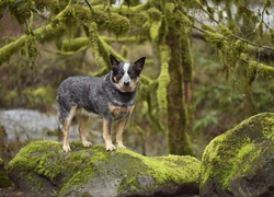 Australian cattle dog stoi na omszałych skałach z lesie