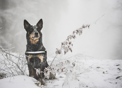 Australian cattle dog, Zima, Śnieg, Gałązki, Rośliny