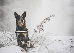 Australian cattle dog usiadł na śniegu pośród uschniętych roślin