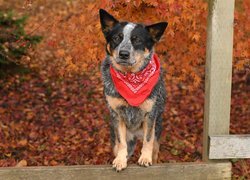 Australian cattle dog w apaszce