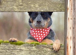 Pies, Australian Cattle Dog, Chustka, Deski