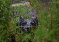 Australian cattle dog w zaroślach