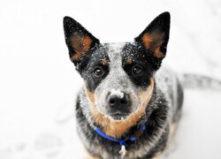 Australian cattle dog