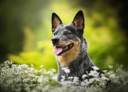 Australian cattle dog wygląda zza białych kwiatów