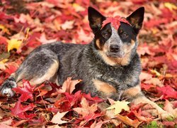 Australian cattle dog z liściem na głowie