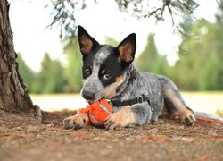 Pies, Szczeniak, Australian cattle dog, Piłka, Szelki, Drzewo