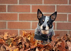 Australian cattle dog, Liście, Mur