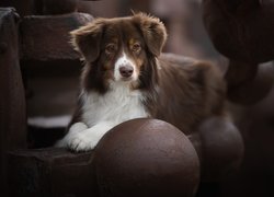 Australian shepherd