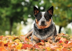 Australian cattle dog, Liście