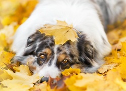 Owczarek australijski-australian shepherd, Liście