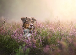 Wrzosy, Owczarek australijski-australian shepherd