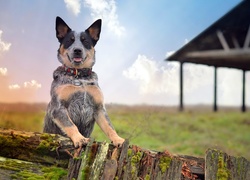 Australijski pies pasterski, Australian Cattle Dog