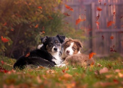 Owczarek australijski-australian shepherd