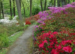 Park, Ścieżka, Kwiaty, Azalie, Różaneczniki