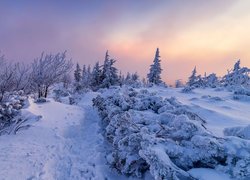 Zima, Śnieg, Drzewa, Droga, Chmury, Babiogórski Park Narodowy, Polska
