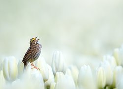 Bagiennik żółtobrewy na białych tulipanach