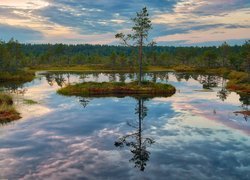 Wysepka, Drzewo, Lasy, Torfowisko, Bagna, Viru raba, Park Narodowy Lahemaa, Estonia