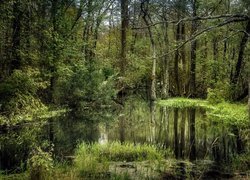 Stany Zjednoczone, Stan Luizjana, Las, Drzewa, Bagna