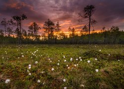 Finlandia, Prowincja Finlandia Wschodnia, Miasto Lieksa, Ruunaa, Bagno, Wełnianka wąskolistna, Łąka, Kwiaty, Drzewa, Zachód słońca