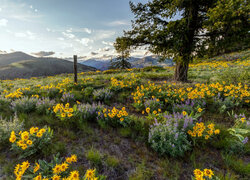 Balsamorhiza i drzewa na łące w Rezerwacie przyrody Columbia River Gorge