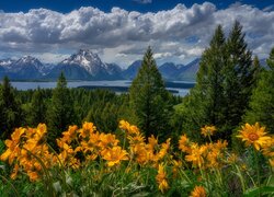 Stany Zjednoczone, Park Narodowy Grand Teton, Góry Teton Range, Drzewa, Las, Łąka, Kwiaty, Balsamorhiza