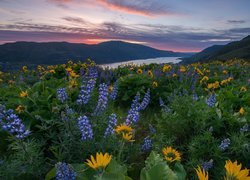 Balsamorhiza i łubin na łące w rezerwacie przyrody Columbia River Gorge w górach Kaskadowych