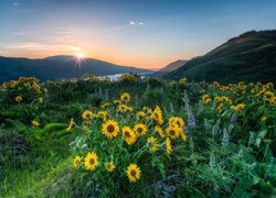 Rezerwat przyrody Columbia River Gorge, Góry Kaskadowe, Rzeka Kolumbia, Żółte, Kwiaty, Balsamorhiza, Łubin, Promienie słońca, Łąka, Stan Waszyngton, Stany Zjednoczone