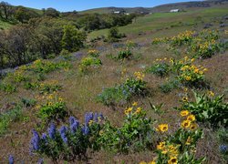 Wzgórza, Drzewa, Łąka, Polne, Kwiaty, Balsamorhiza, Łubin, Dalles Mountain Ranch, Stan Waszyngton, Stany Zjednoczone