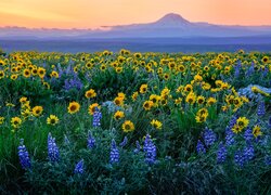 Stany Zjednoczone, Waszyngton, Góra, Mount Adams, Łąka, Kwiaty, Łubin, Balsamorhiza, Zachód słońca