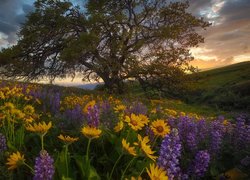 Balsamorhiza i łubin pod drzewem na wzgórzu