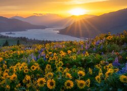 Stany Zjednoczone, Waszyngton, Rzeka, Columbia River Gorge, Góry, Promienie słońca, Kwiaty, Łubin, Balsamorhiza