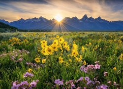 Balsamorhiza na górskiej łące w promieniach słońca