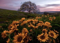 Balsamorhiza na łące i drzewo w tle