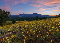 Balsamorhiza na łące