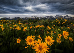 Stany Zjednoczone, Wyoming, Park Narodowy Grand Teton, Góry, Łąka, Kwiaty, Balsamorhiza, Chmury