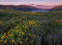 Balsamorhizy i łubiny na łące w Columbia River Gorge