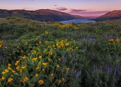 Balsamorhizy i łubiny na łące w Columbia River Gorge