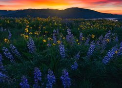 Balsamorhizy i łubiny na łące