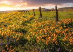 Balsamorhizy przy ogrodzeniu na łące