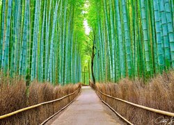 Bambusowa aleja na Hawajach