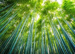 Bambusy w lesie