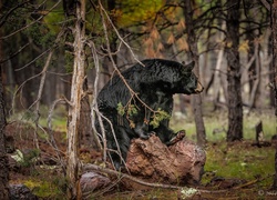 Baribal - amerykański czarny niedźwiedź siedzący na kamieniu w lesie