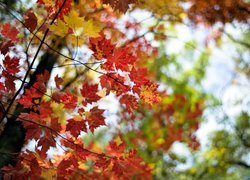 Jesień, Drzewa, Klon, Kolorowe, Liście