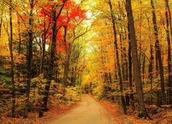 Barwne liście na drzewach wzdłuż drogi