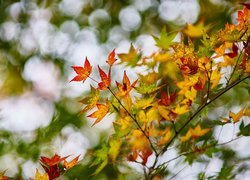 Barwne liście na gałązce
