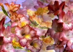Kwiaty, Mieczyki, Gladiole, Grafika